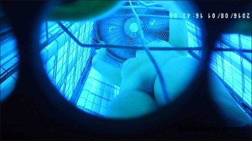 [Image: Voyeur14115115248.jpg]