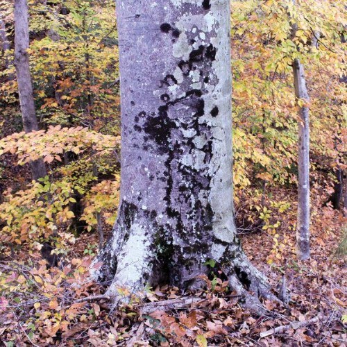 Daniel-Bachman-The-Witness-Tree-WEB-2026