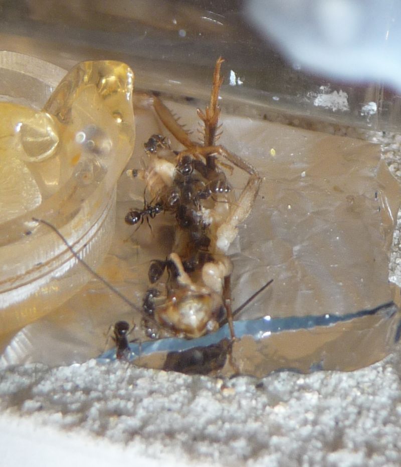 0704-Lasius-feast.jpg