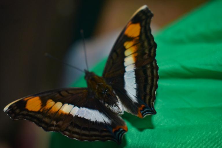 В джазе только девушки или аргентинско-бразильский калейдоскоп В джазе только девушки или аргентинско-бразильский калейдоскоп