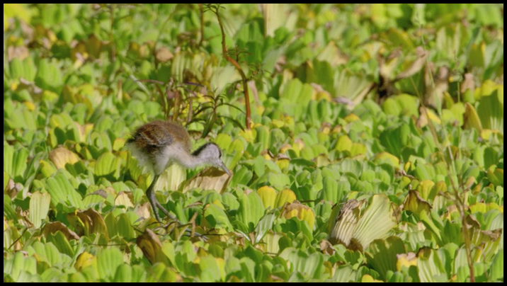 [Image: am5dakan49t4.png]