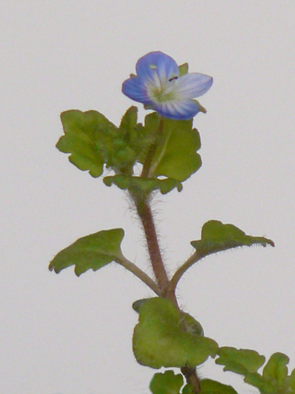 P1110930-0.1... (1024)