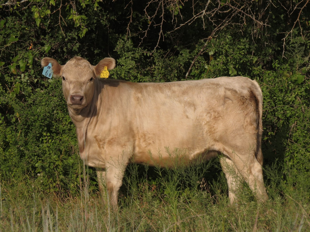 268 Heifer (9 months)