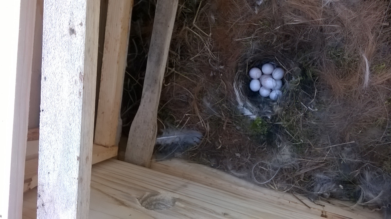 WP_20190430_17_18_39_Pro (1)