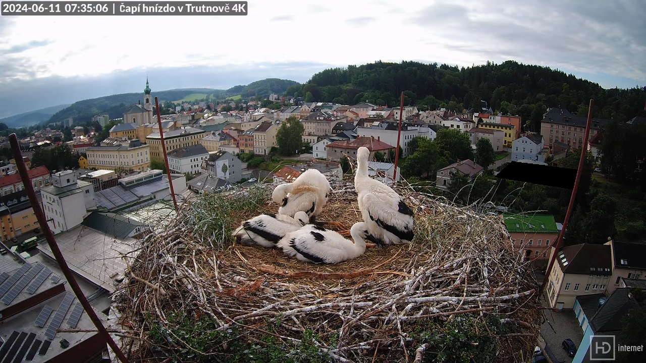 Tiešraidē no stārķa ligzdas uz alus darītavas skursteņa Trutnovā 11-22-51 screenshot