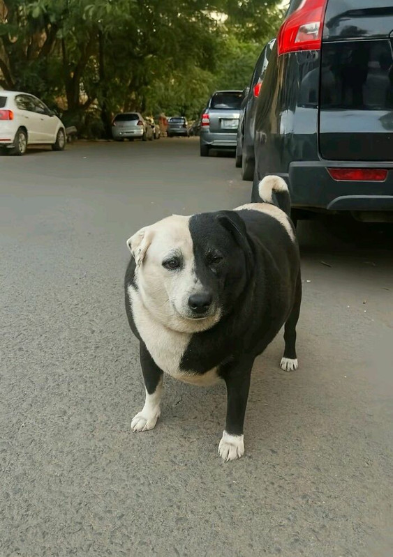 Star-Trek-Doggo11-1477040600644346-7472485294796644420-n-6a1e589db6e86-700.jpg