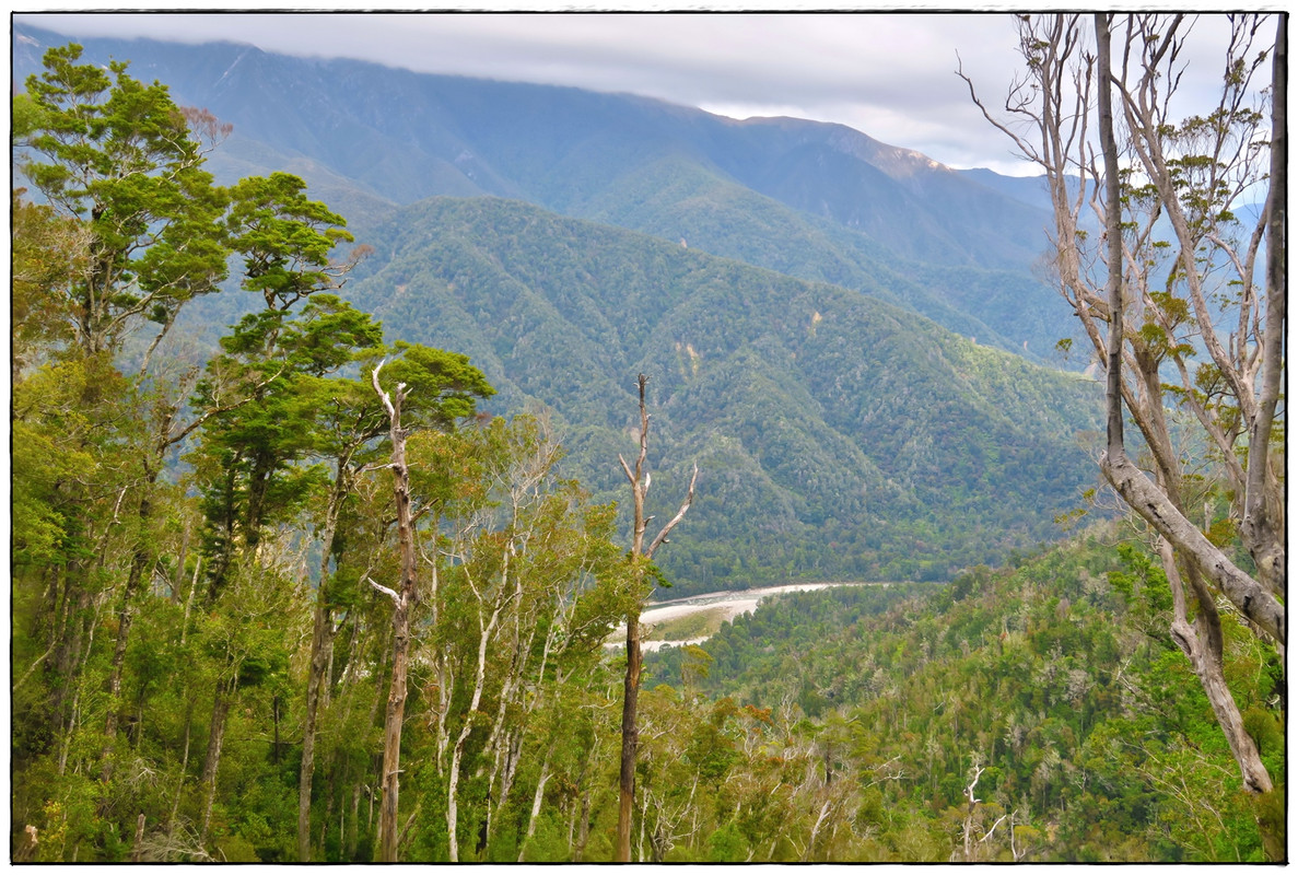 Escapadas y rutas por la Nueva Zelanda menos conocida - Blogs de Nueva Zelanda - Kahurangi NP: Heaphy Track (Navidad 2020, III) (8)