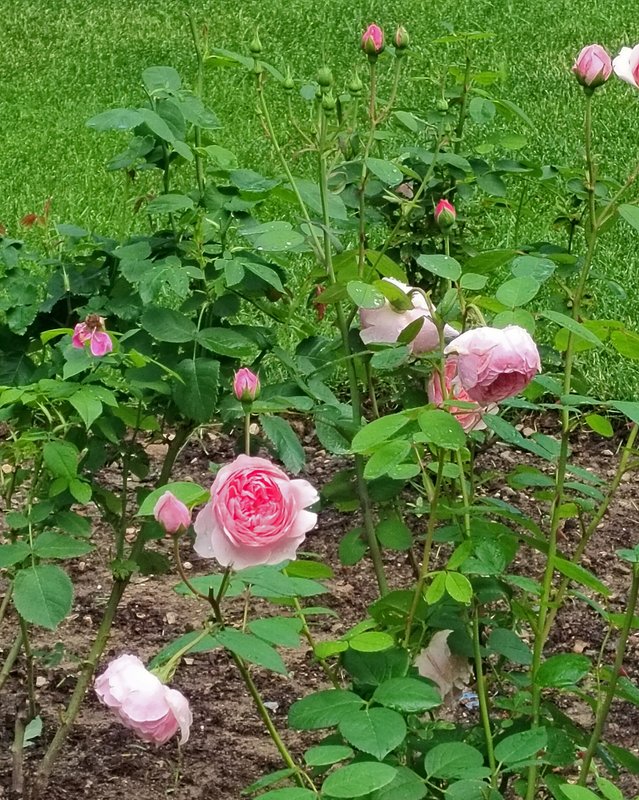 https://i.postimg.cc/8537gThx/012-IMG-20250717-101019.jpg