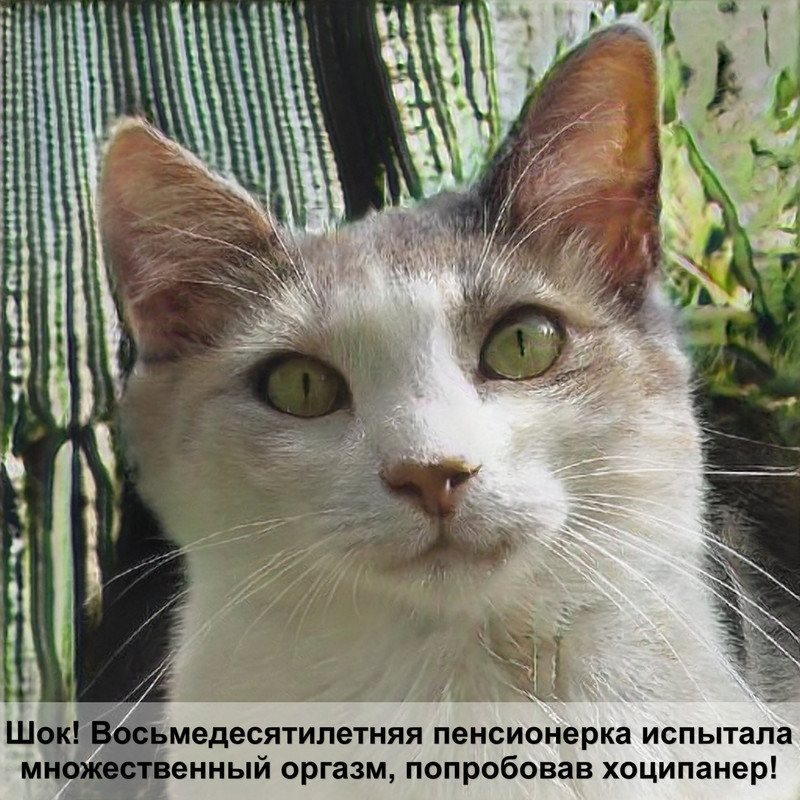 бирманская кошка голубой окрас