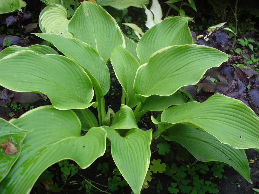 Abba Dabba Do сентябрь