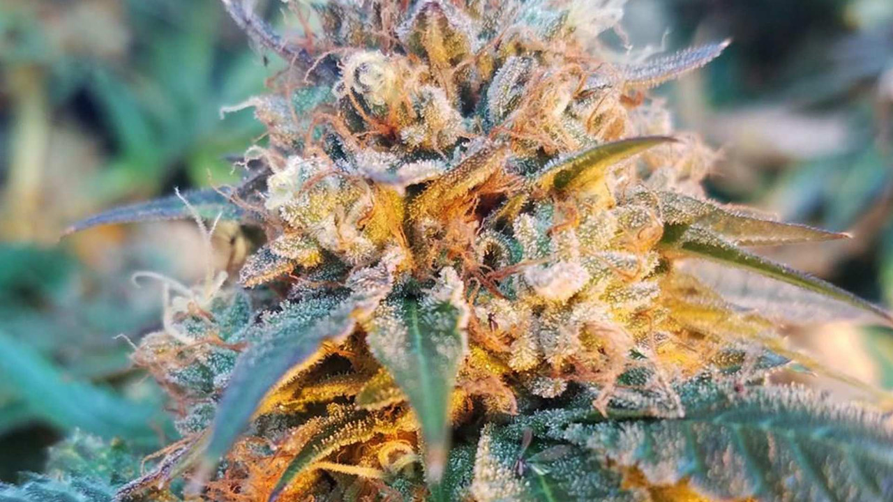 Skywalker OG strain flower