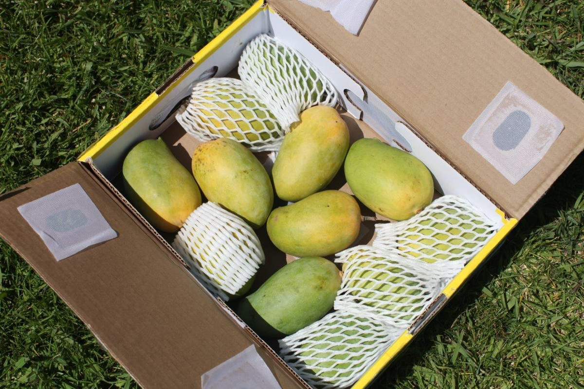 IMG_3200  Beautiful Kesar Mangos in Sunlight 
