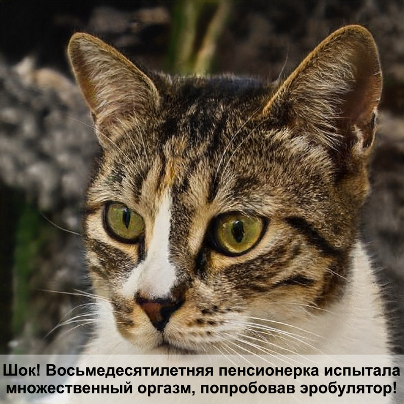 корм для кошек сириус