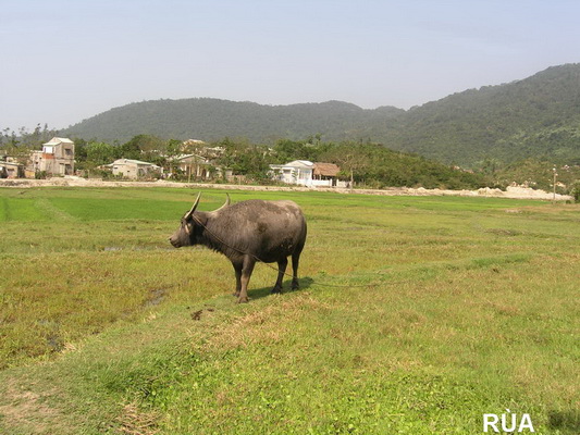 [Image: P1010173-resize.jpg]