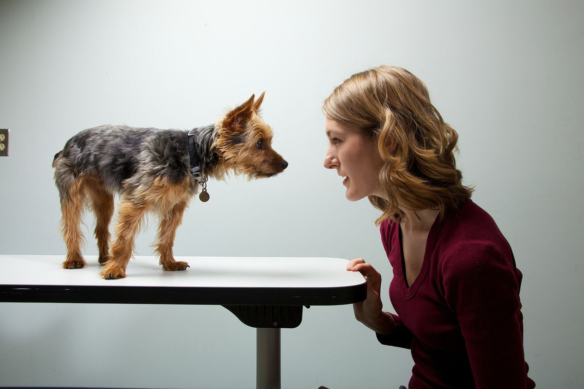¿Por qué los perros se parecen a sus dueños?