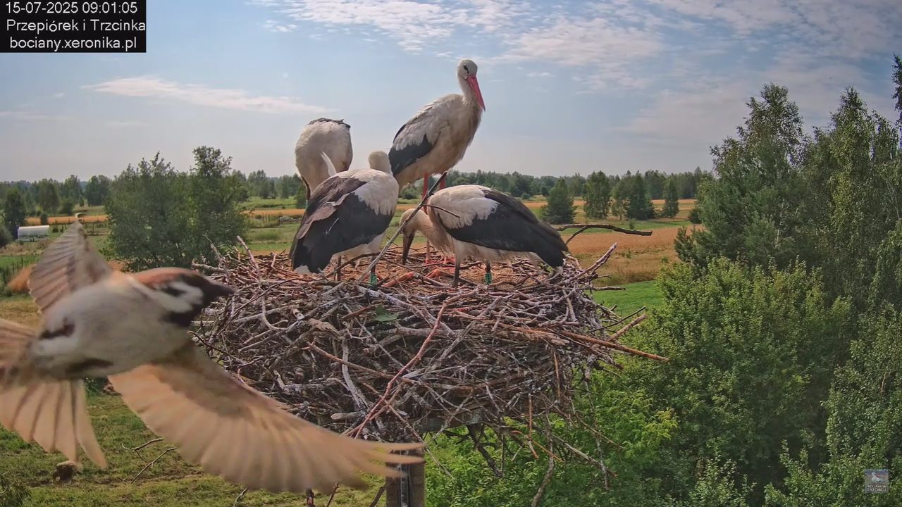 15072025bociany18