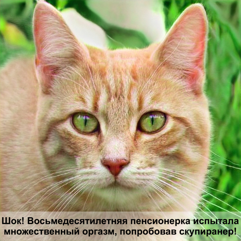 ушки кошачьи