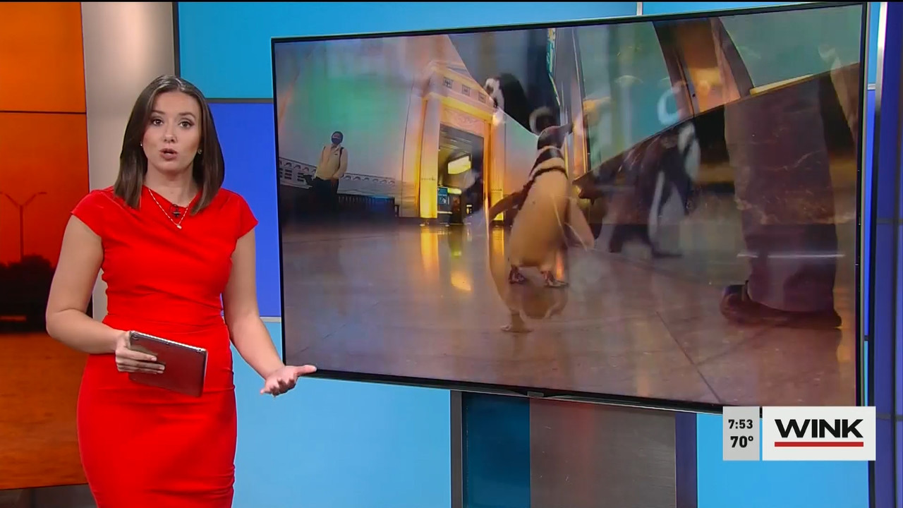 02.14 - 11.00.00 - WINK News @ 6 00AM Sunday. Local news, sports and ..._001.ts_snapshot_02.18.395