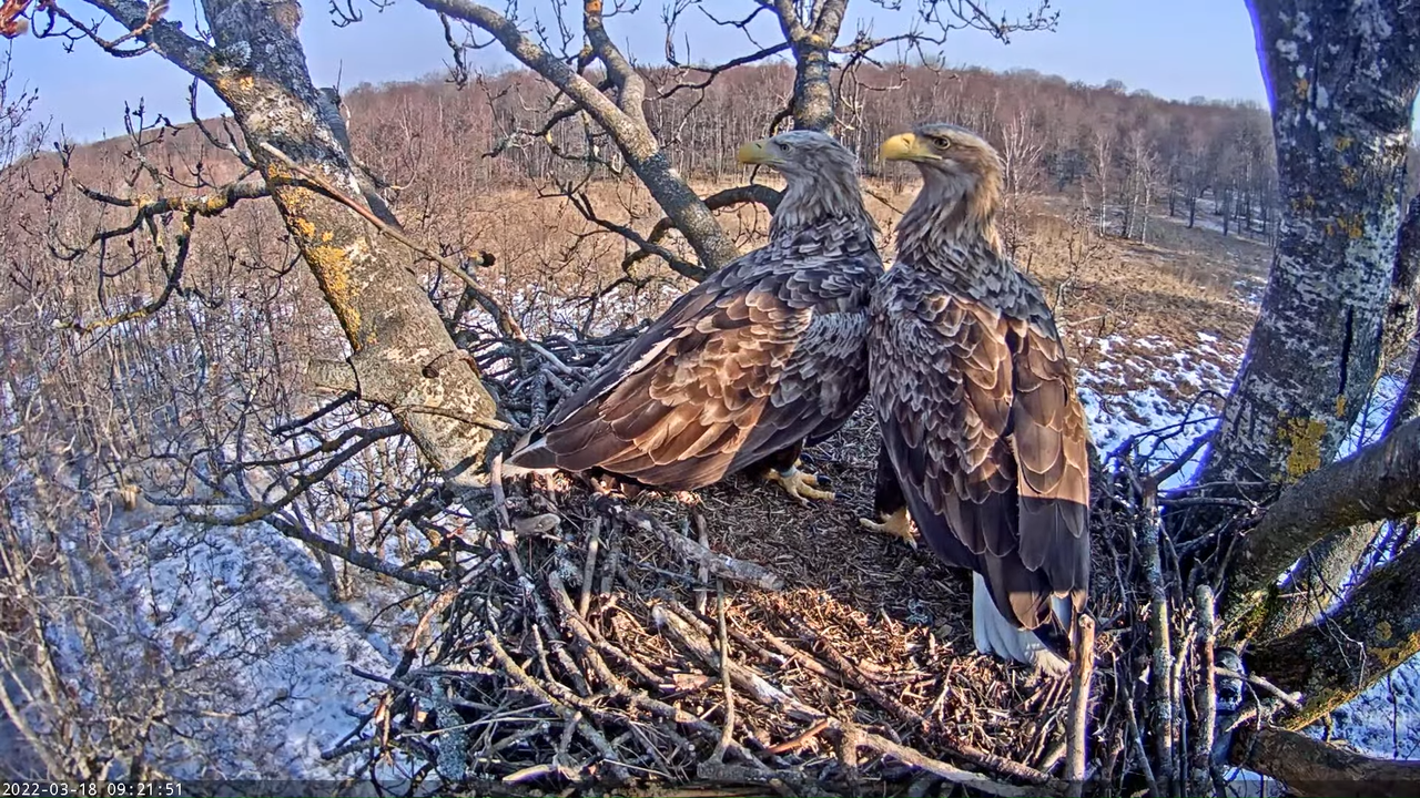 Merikotkas__Haliaeëtus albicilla 6-50-41 screenshot