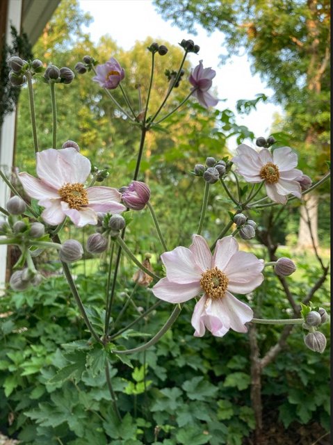 [Image: Japanese-Anemone2021-0809.jpg]