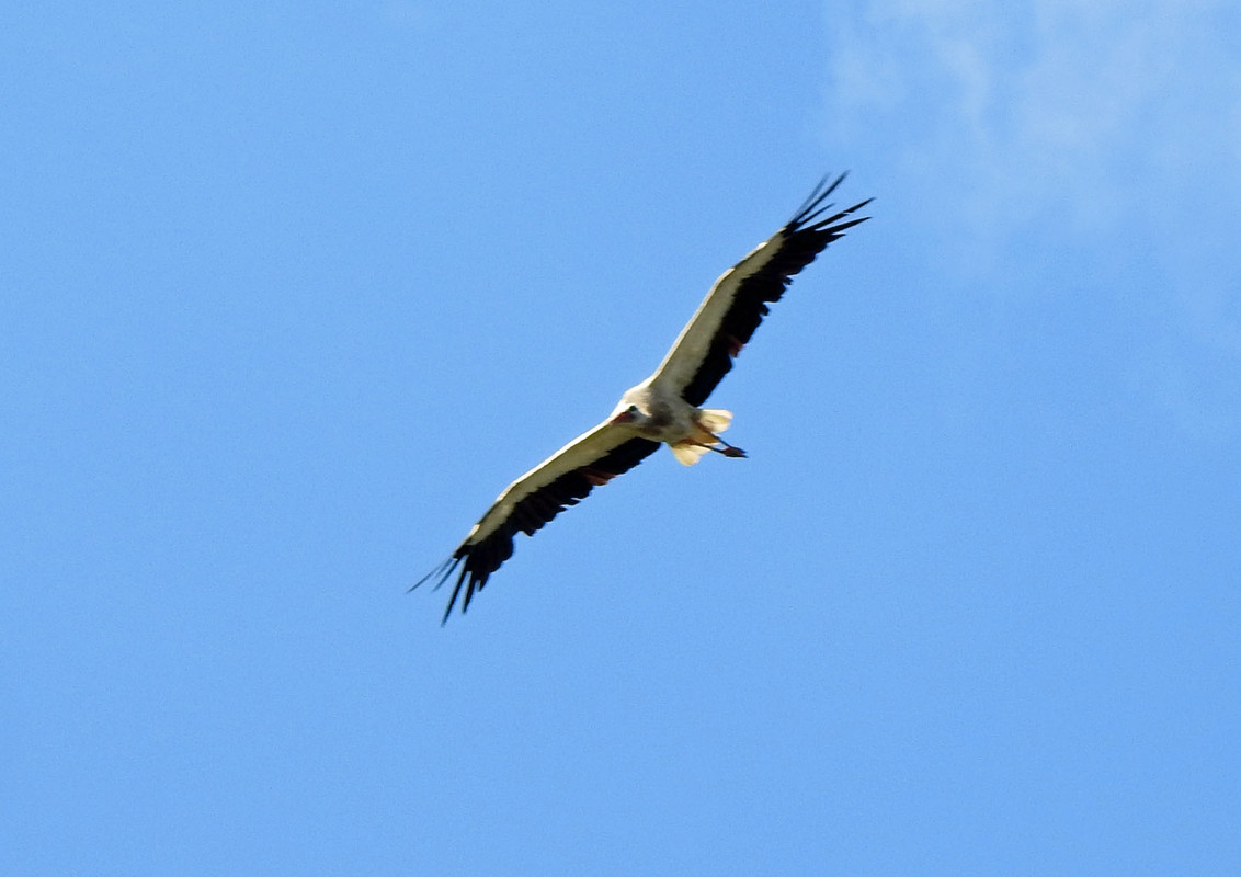 DSCN2332  17.06. błotko