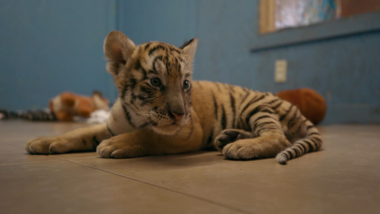 Tiger King (2020) S01E01 Not Your Average Joe (1080p AMZN Webrip x265 10bit EAC3 5.1 - HxD) [TAoE].m
