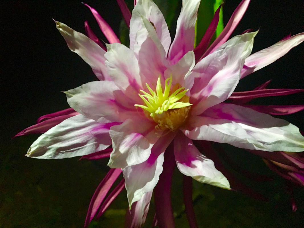 asunta-five-dragon-fruit-flower.jpg
