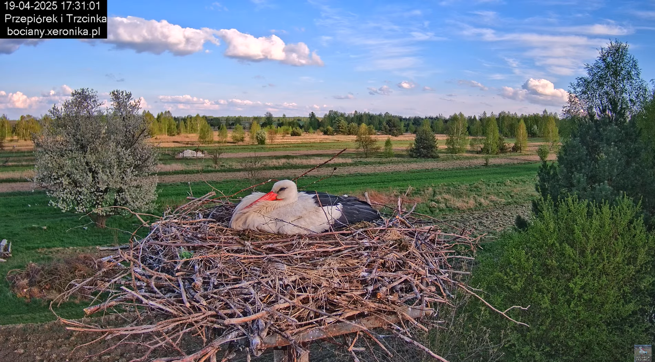 19042025bociany25