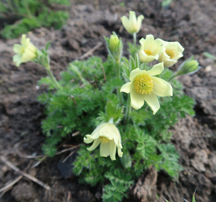 Прострел albana f. flavescens 2