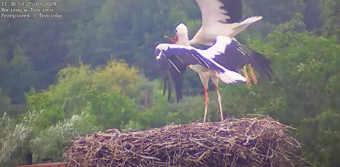 czytochmurkaprzelatuje