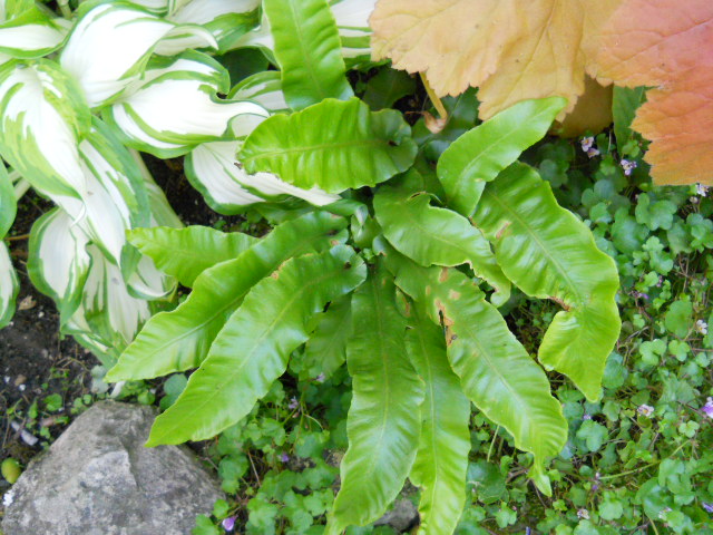 DSCN5502