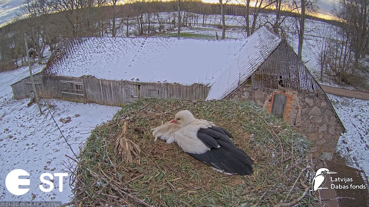 (8) Baltie stārķi (Ciconia ciconia) Tukuma novadā __ White storks in Tukums, Latvia - YouTube - 688_