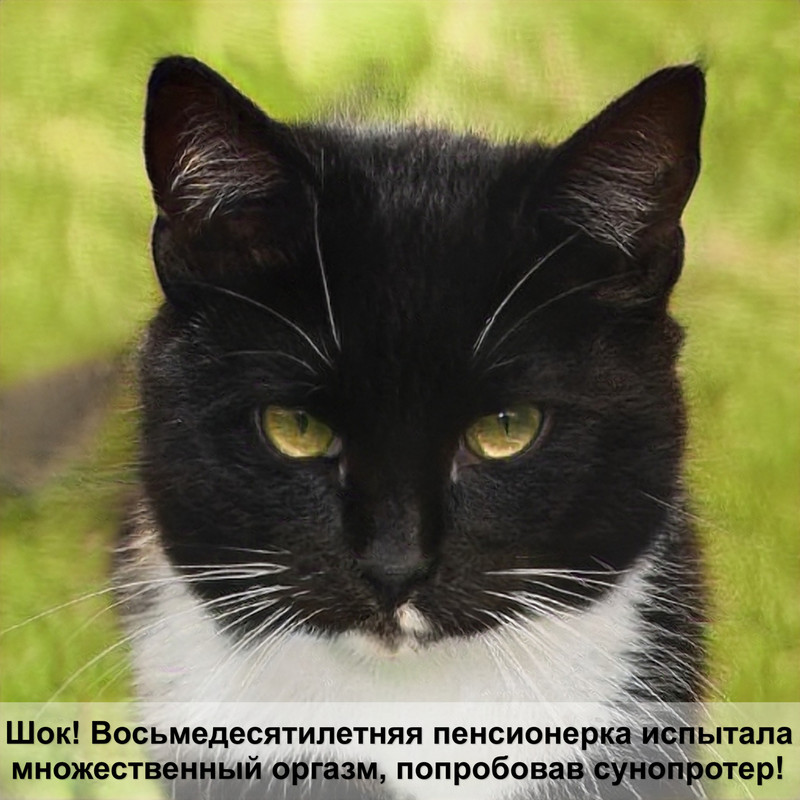 абиссинская кошка тигровый окрас