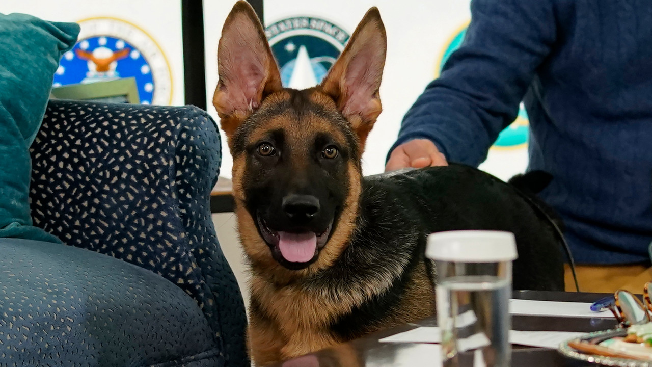 Commander, el cachorro de Biden, estará junto a la primera dama en el Super Bowl 2022