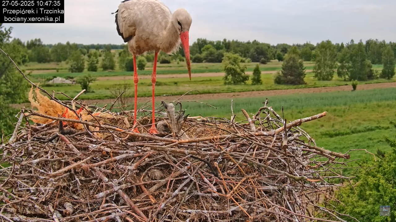 27052025bociany34
