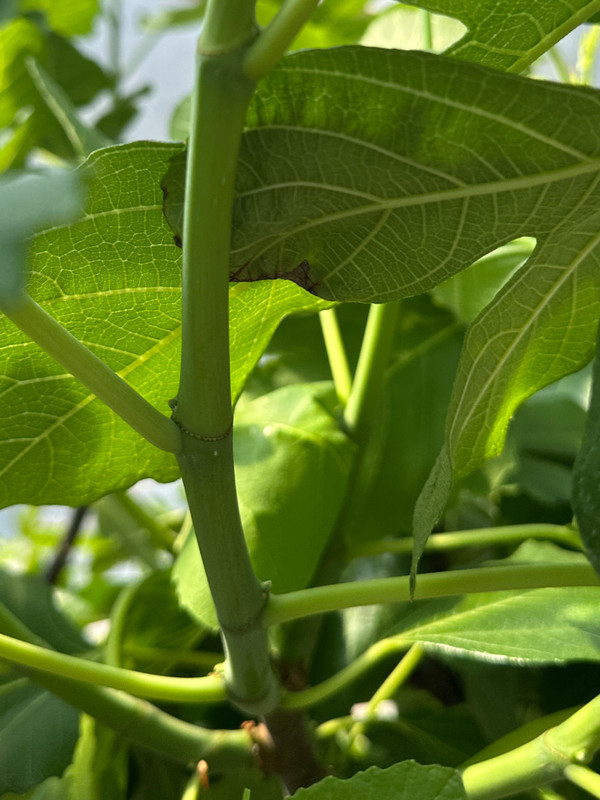 figs-581.jpg