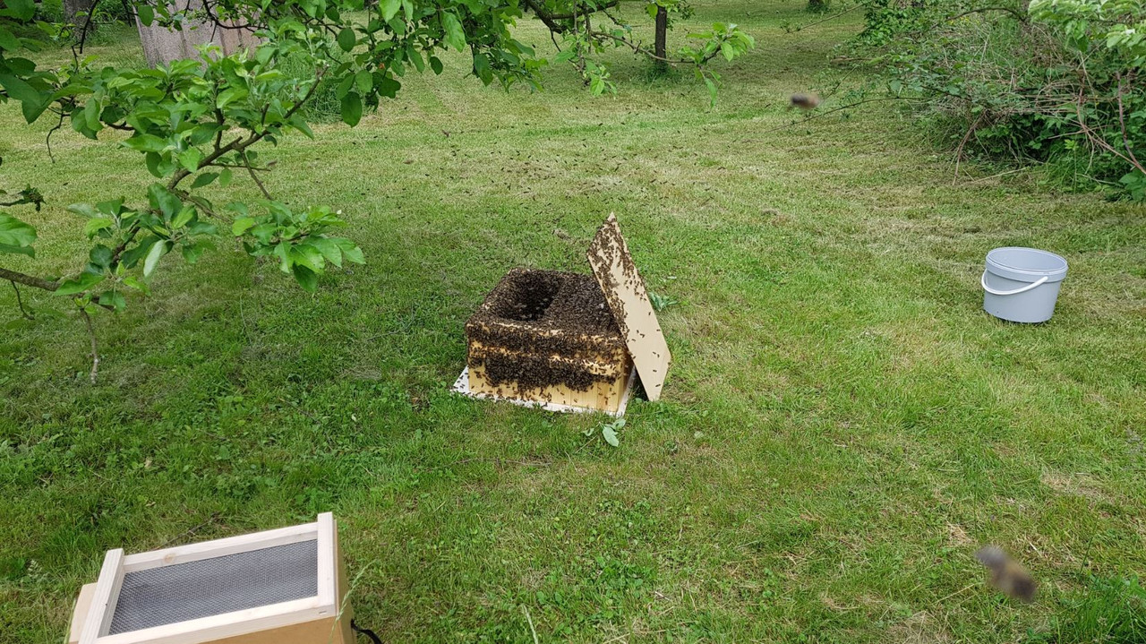 c_vcelstvo 2.5_roj z 5.6.2021 jako základ_20210605_150152