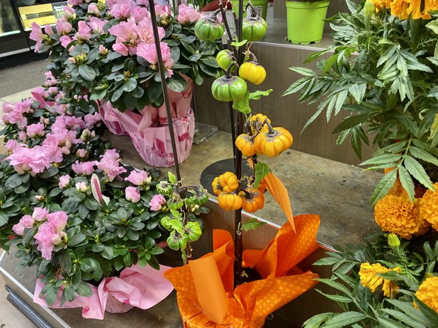 [Image: 82-CC0-A7-B-A5-ED-44-C1-88-C5-6155265-B7-DF5.jpg]