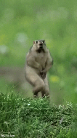 IMG-6057.gif