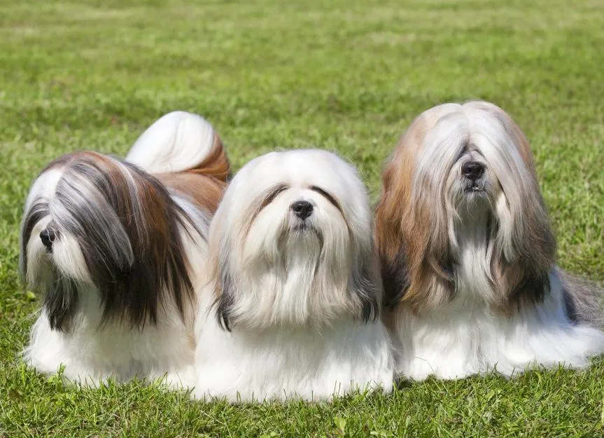 Most Popular Dog Breeds 2025