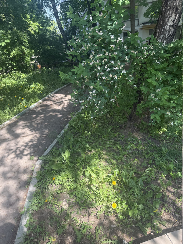 IMG 0375