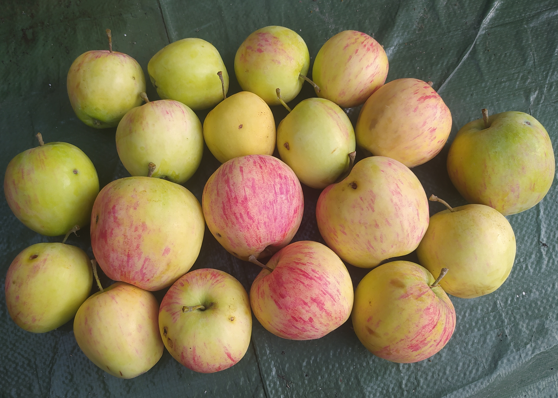 Jabłoń Letnia (II)