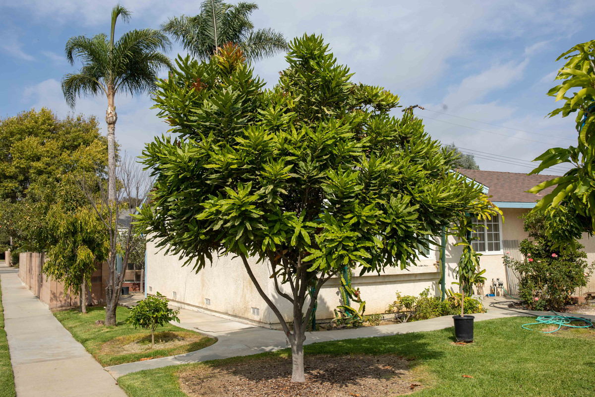 8U1A4720  Beaumont Macadamia Tree at 2 PM (10-10-2020)