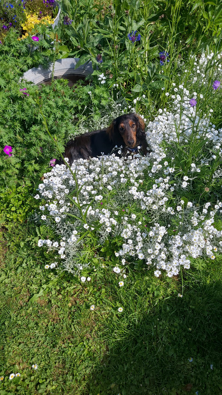 [Image: IMG-20240520-WA0002.jpg]