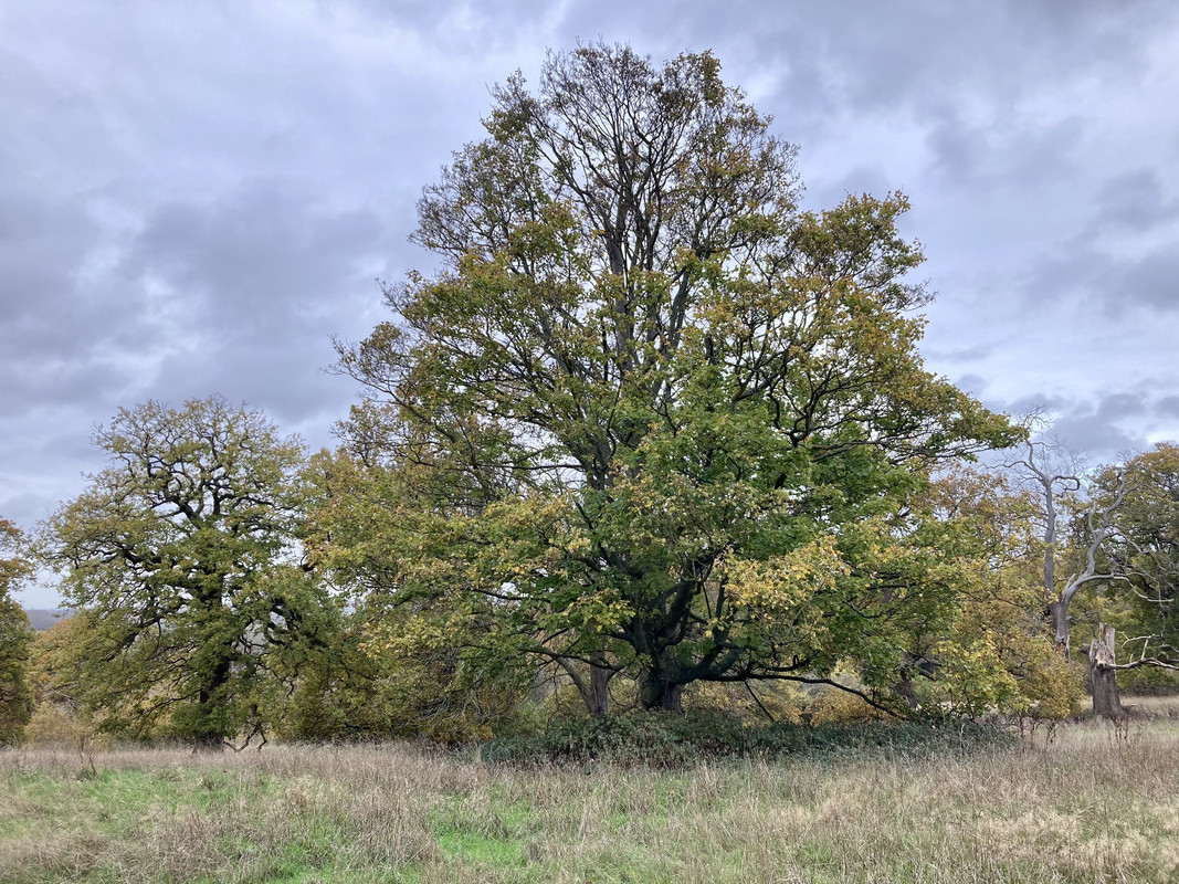 17966DA2-F214-433D-826F-98E0DF8C96CC