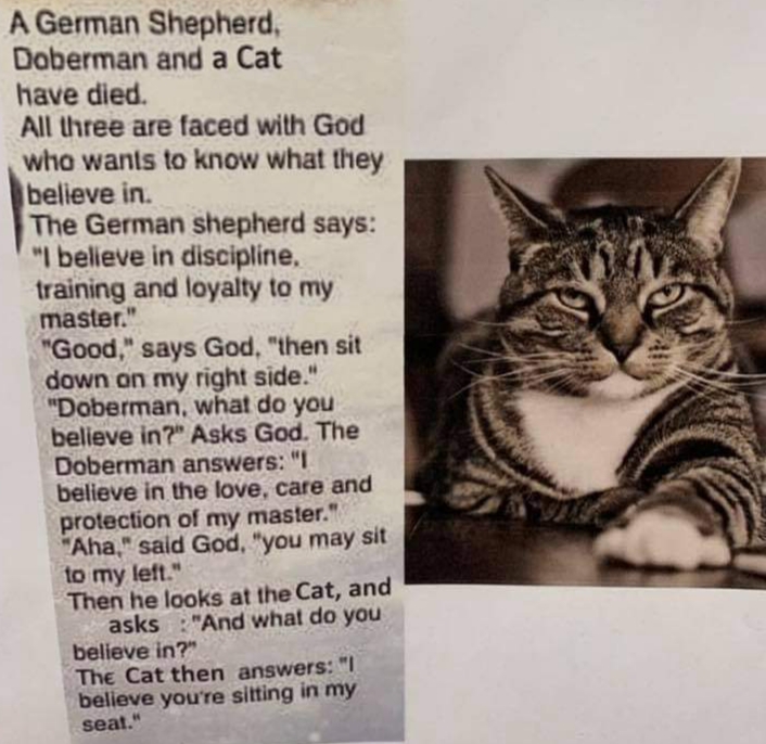 cat.jpg