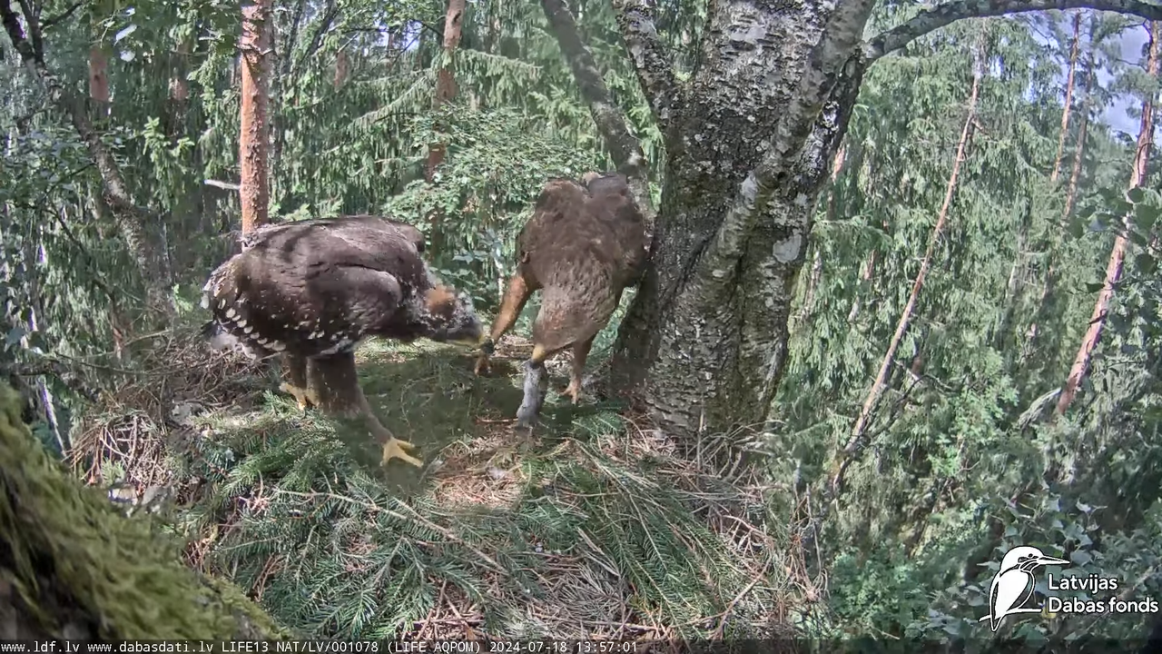 Mazais ērglis (Clanga pomarina), ligzda bērzā - LDF tiešraide 14-30-3 screenshot