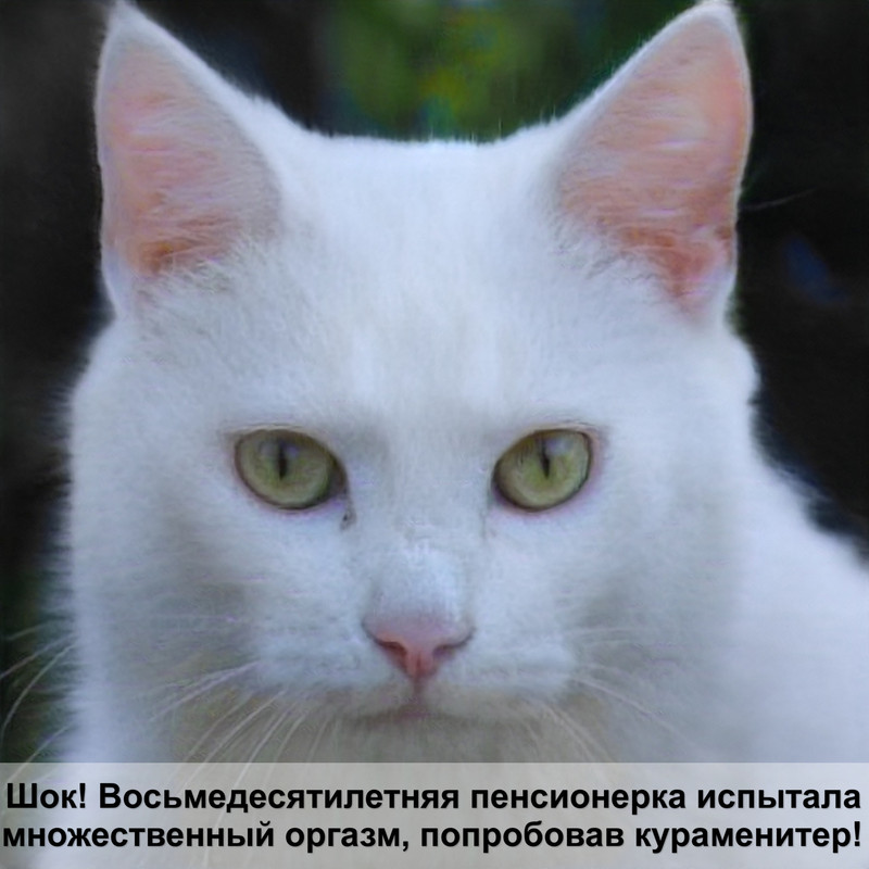 как правильно подстричь когти кошке