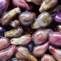 Grape Seed Extract