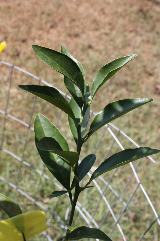 Thomasville 6 yr old from seed